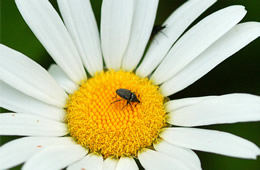 miniature beetle