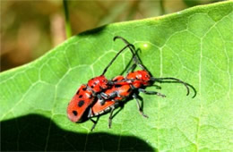 Tetraopes tetrophthalmus - Red Milkweed Beetle