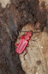 flat red bark beetle