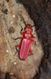 flat red bark beetle