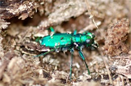 Cicindela sexguttata - Six-Spotted Tiger Beetle