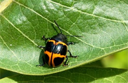 swamp milkweed leaf beetle