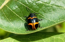 Labidomera clivicollis - Swamp Milkweed Leaf Beetle