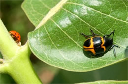 Ladybird Beetle and Swamp Milkweed Leaf Beetle