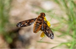 Dipalta banksi - Huron Shore Bee Fly