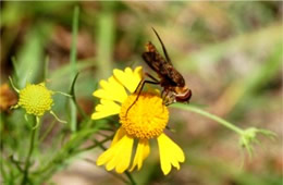 Dipalta banksi - Huron Shore Bee Fly