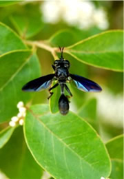 Physocephala - black thick-headed fly