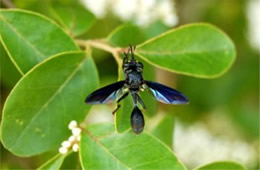 black thick-headed fly