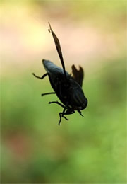 Tabanus atratus - Black Horse Fly caught in web