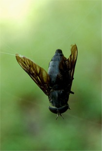 Tabanus atratus - Black Horse Fly caught in web