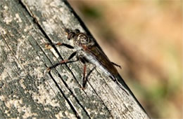 Asilidae - Robber Fly
