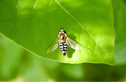 bee mimic syrphid fly