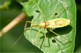 Zelus luridus - Assassin Bug