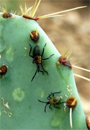 Bug Nymphs on Cactus