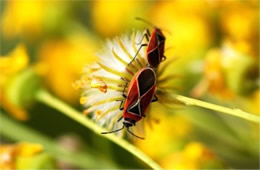 whitecrossed seed bugs mating