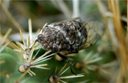 Cicada on Cactus