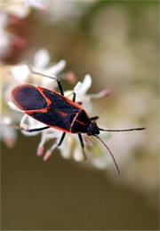 Boisea trivittata - Eastern Boxelder Bug