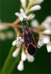 Boisea trivittata - Eastern Boxelder Bug