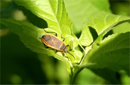 largus bug