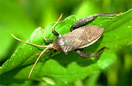 leaffooted bug