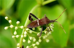 Leptoglossus phyllopus - Leaffooted Bug