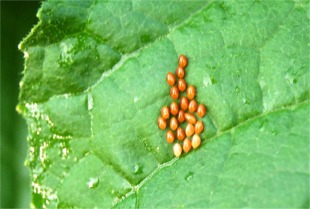Leaffooted Bug Eggs
