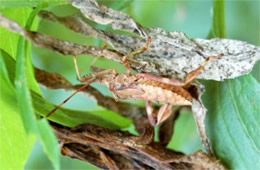 Coreidae - Leaffooted Bug Nymph