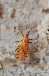 orange assassin bug