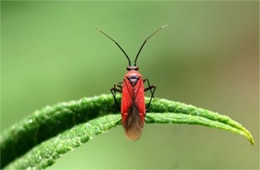 Lopidea - Scarlet Plant Bug