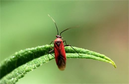 Lopidea - Scarlet Plant Bug