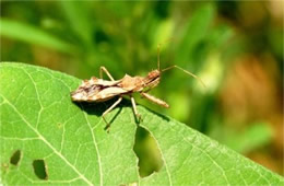 Sinea diadema - Spined Assassin Bug