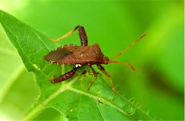 Euthochtha galeator - Helmeted Squash Bug