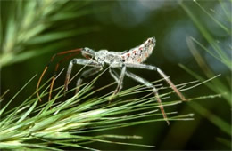 Arilus cristatus - Wheel Bug Nymph