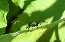 Arilus cristatus - Wheel Bug Nymph with Prey