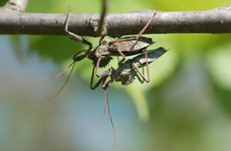 wheel bugs mating