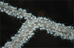 Eriosoma lanigerum - Woolly Aphid