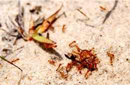 ants carry injured deer fly into their hole - frame 8