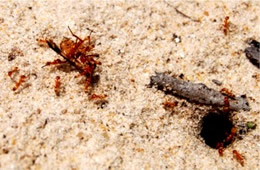 ants carry injured deer fly into their hole - frame 10