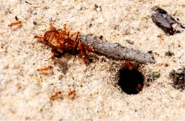 ants carry injured deer fly into their hole - frame 11
