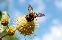 Megachile sculpturalis - Giant Resin Bee on Button Bush