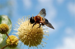 Megachile sculpturalis - Giant Resin Bee