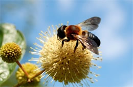 Megachile sculpturalis - Giant Resin Bee