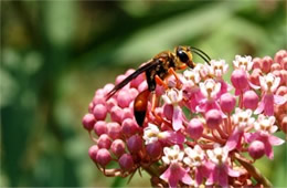 Sphex ichneumoneus - Great Golden Digger Wasp