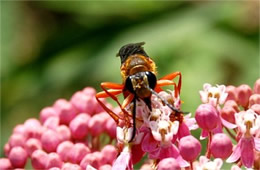 Sphex ichneumoneus - Great Golden Digger Wasp