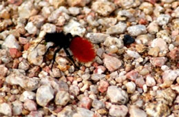 Dasymutilla - Velvet Ant