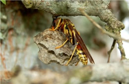 paper wasp and nest