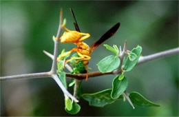 Polistes flavus - Paper Wasp