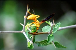 Polistes flavus - Paper Wasp