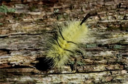 Acronicta americana - American Dagger Moth Caterpillar