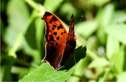 Polygonia - Anglewing Butterfly